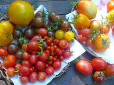 Pomidorki z Chaty nad Wkrą