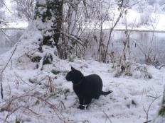Czarny kotek | Czarny kotek na pierwszym śniegu