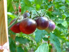 Pomidorki z ogrodu zmysłów | W Śniadówku jemy lokalnie