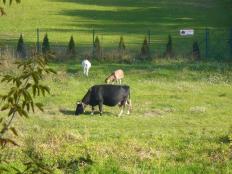 Krowy nad Wkrą | Krajobraz w Śniadówku nad Wkrą