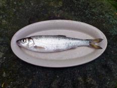 Jelcyk na talerzu | Ryby z Wkry