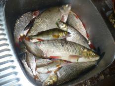 Po wędkowaniu | Ryby z Wkry